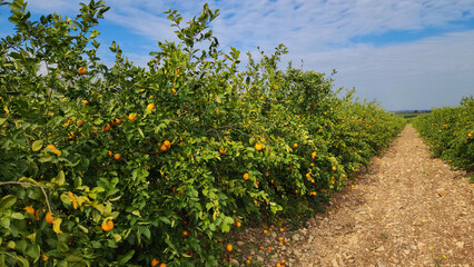 An orchard of the Meyer lemon, is a hybrid citrus fruit between a citron and a mandarin-pomelo hybrid in Medietrranean region in February