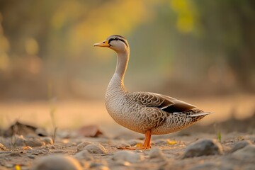 Indian spot billed duck standing on river bank at sunset