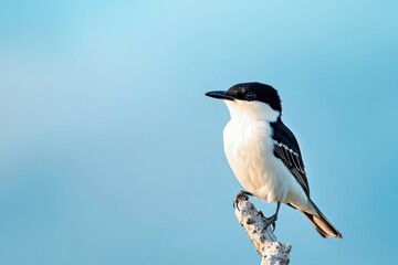 Fototapeta premium A bird perched on a branch, showcasing a striking black and white coloration against a soft blue background.