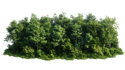 Green trees and forests