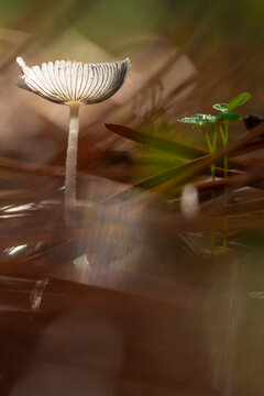 Delicate white mushroom amidst forest floor foliage