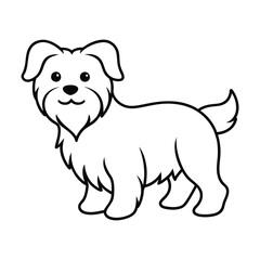 maltese dog