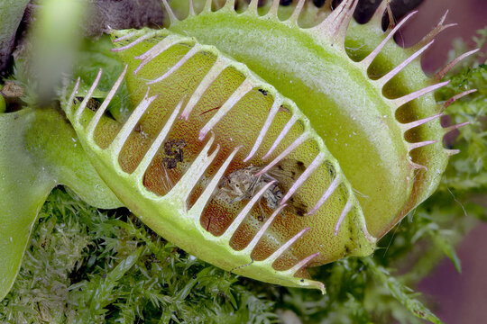 Close-up of Dionaea Muscipula Capturing Its Prey