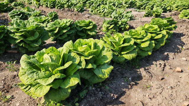 In a field in winter, the variety of lettuce known as romaine, or cos, grows in a tall formation with sturdy leaves and firm ribs at the center