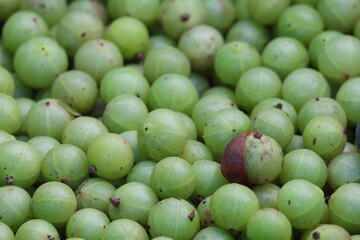 local luang prabang fruits