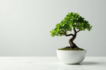 minimalist bonsai on a plain white marble surface in a simple glass vase, modern, elegance, art