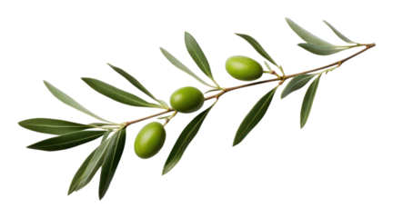 PNG Olive branch plant leaf tree.
