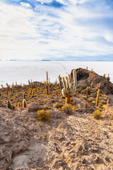 サボテンが彩る絶景 - ウユニ塩湖 インカワシ島
