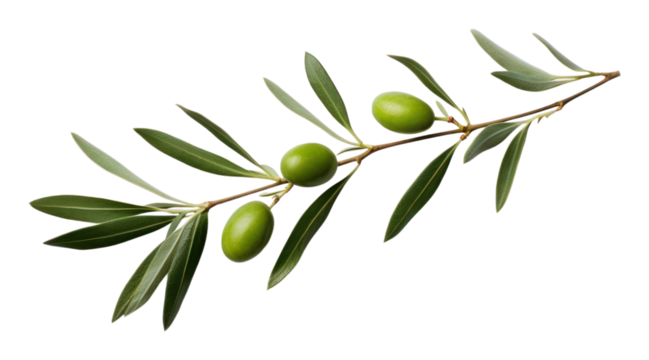 PNG Olive branch plant leaf tree.