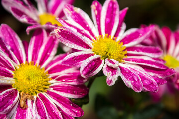 Obraz premium Beautiful pink and white Chrysanthemum flowers, covered in water droplets after a light rain shower