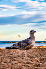 seagull on the beach
