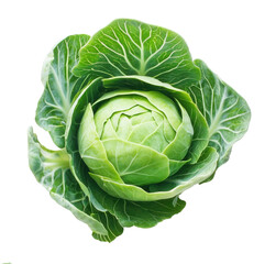 Fresh green cabbage isolated on transparent background showing leaves