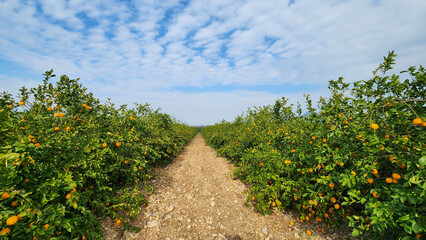 A grove of Murcott Mandarin, a cold-resistant variety with a tough, dark orange peel that's a bit hard to remove, has an aroma that's very, very delicious.