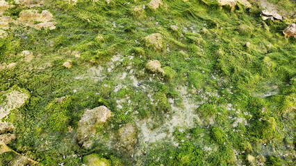 In a riverbed, the green algae (green alga) are a group of chlorophyll-containing autotrophic eukaryotes consisting of the phylum Prasinodermophyta 