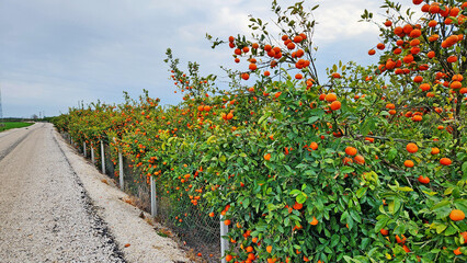 In harvesting time in February, an orchard of Murcott Mandarin, a cold-resistant variety with a tough, dark orange peel that's a bit hard to remove, has an aroma that's very, very delicious.