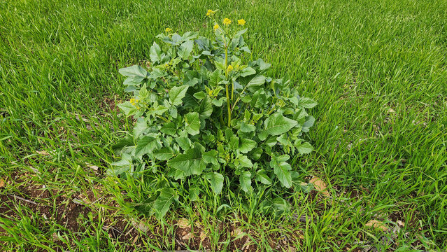 A charlock mustard, field mustard, wild mustard, or simply charlock (Sinapis arvense), is an annual or winter annual plant in the family Brassicaceae, in a wheat field.