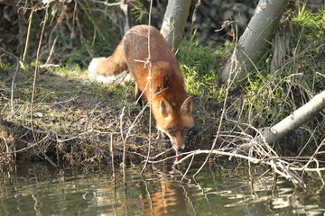 Dublin, Ireland - 29th March 2013 - a red fox in sunlight drinking from water along the banks of...