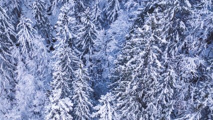 Snowy forest with coniferous trees