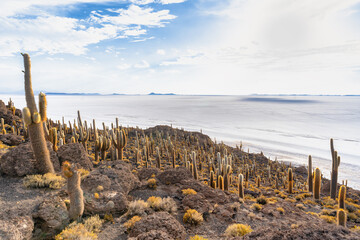 サボテンが彩る絶景 - ウユニ塩湖 インカワシ島