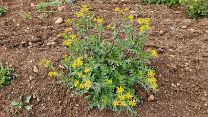 Eastern groundsel (Senecio vernalis), growing as a weed in an olive grove, blooms in the middle of winter.