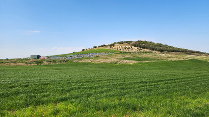 Beehives on a small hill at the edge of a green wheat field