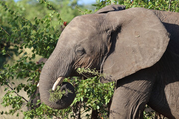 Afrikanischer Elefant / African elephant / Loxodonta africana