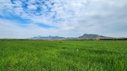 An enchanting field of wheat with attractive green tones under a blue sky with white clouds in the middle of winter.