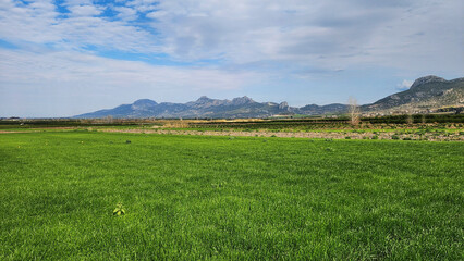 A mesmerizing field of wheat with vibrant green hues beneath a blue sky dotted with white clouds in mid-winter.