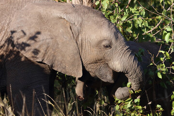 Afrikanischer Elefant / African elephant / Loxodonta africana