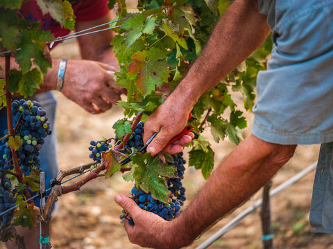 Harvesting ripe grapes in a vineyard in Mallorca, Spain
