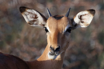 Schwarzfersenantilope / Impala / Aepyceros melampus.