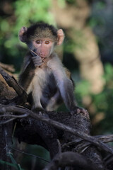 Bärenpavian / Chacma baboon / Papio ursinus