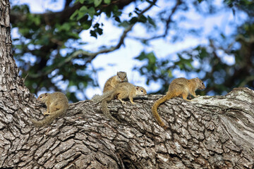 Ockerfußbuschhörnchen / Tree squirrel / Paraxerus cepapi