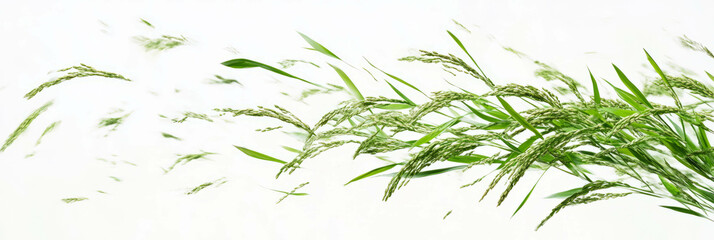 Naklejka premium Close-up view of rice plants swaying gracefully in the wind against a bright backdrop