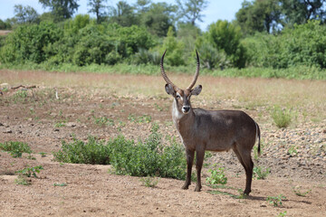 Wasserbock / Waterbuck / Kobus ellipsiprymnus