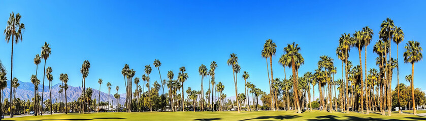 Group of palm trees leaning under a bright blue sky on a sunny day in a tropical setting