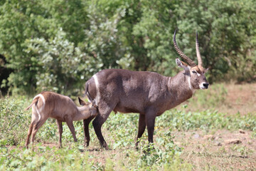 Wasserbock / Waterbuck / Kobus ellipsiprymnus..