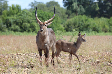 Wasserbock / Waterbuck / Kobus ellipsiprymnus..