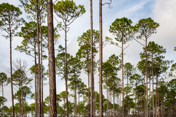 Slash Pine tree plantations, in the southern Florida, provides a wealth of opportunity for the...