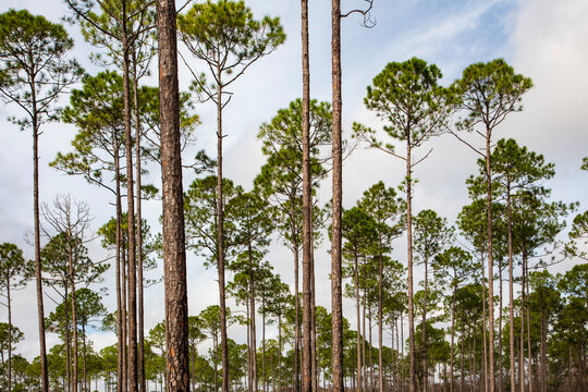 Slash Pine tree plantations, in the southern Florida, provides a wealth of opportunity for the timber industry