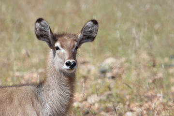 Wasserbock / Waterbuck / Kobus ellipsiprymnus..