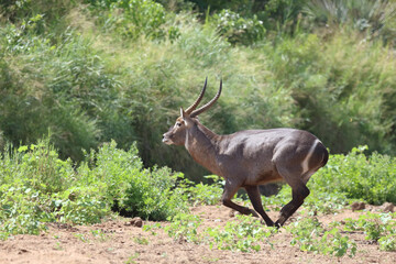 Wasserbock / Waterbuck / Kobus ellipsiprymnus.