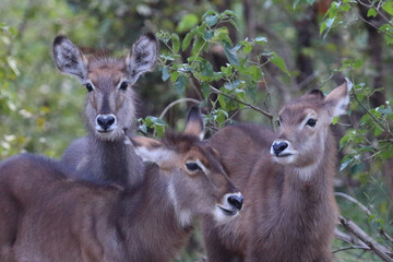 Wasserbock / Waterbuck / Kobus ellipsiprymnus..