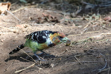 Haubenbartvogel oder Schwarzrücken-Bartvogel / Crested barbet / Trachyphonus vaillantii