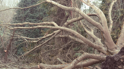 After a powerful storm, a massive tree lies fallen in the park, with roots exposed