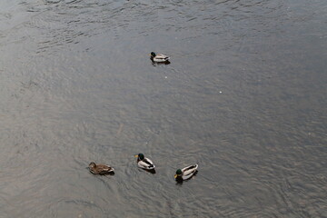 ducks in the water