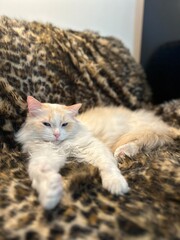 cat lying on the sofa