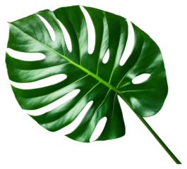 PNG Green leaf plant minimalist botanical.