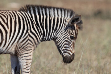 Steppenzebra / Burchell's zebra / Equus quagga burchellii.