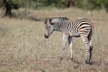 Steppenzebra / Burchell's zebra / Equus quagga burchellii.
